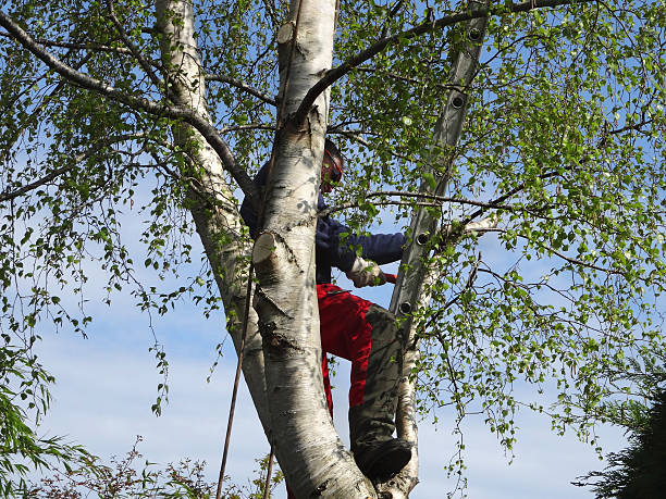 How Our Tree Care Process Works  in  Hilo, HI